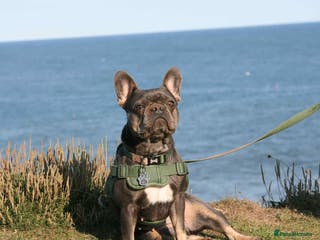 French Bulldog dogs Health tested kc reg blue/tan lilac tan puppies - Advert 3