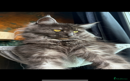 Maine Coon cats for sale: Maine Coon Kittens  - Image 18