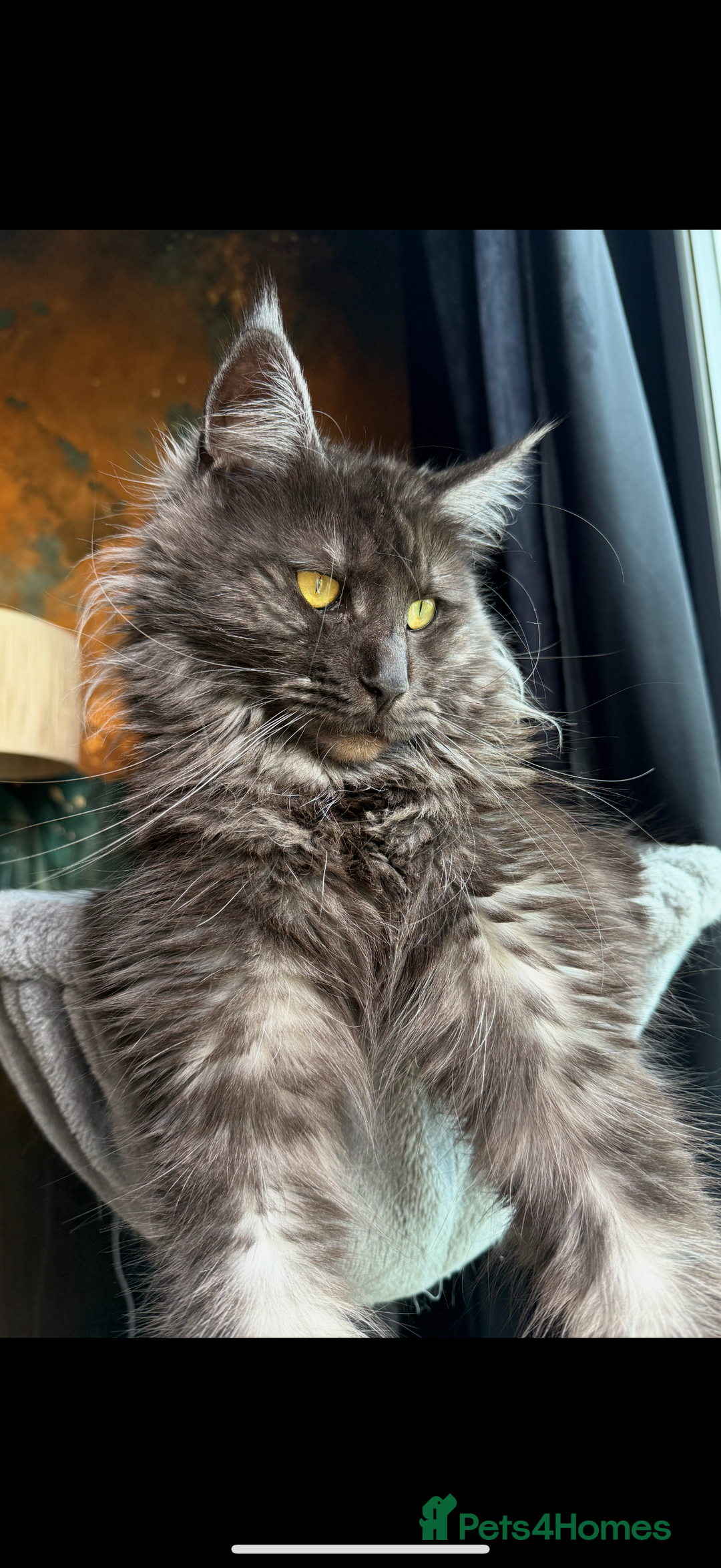 Maine Coon cats for sale: Maine Coon Kittens  - Image 18