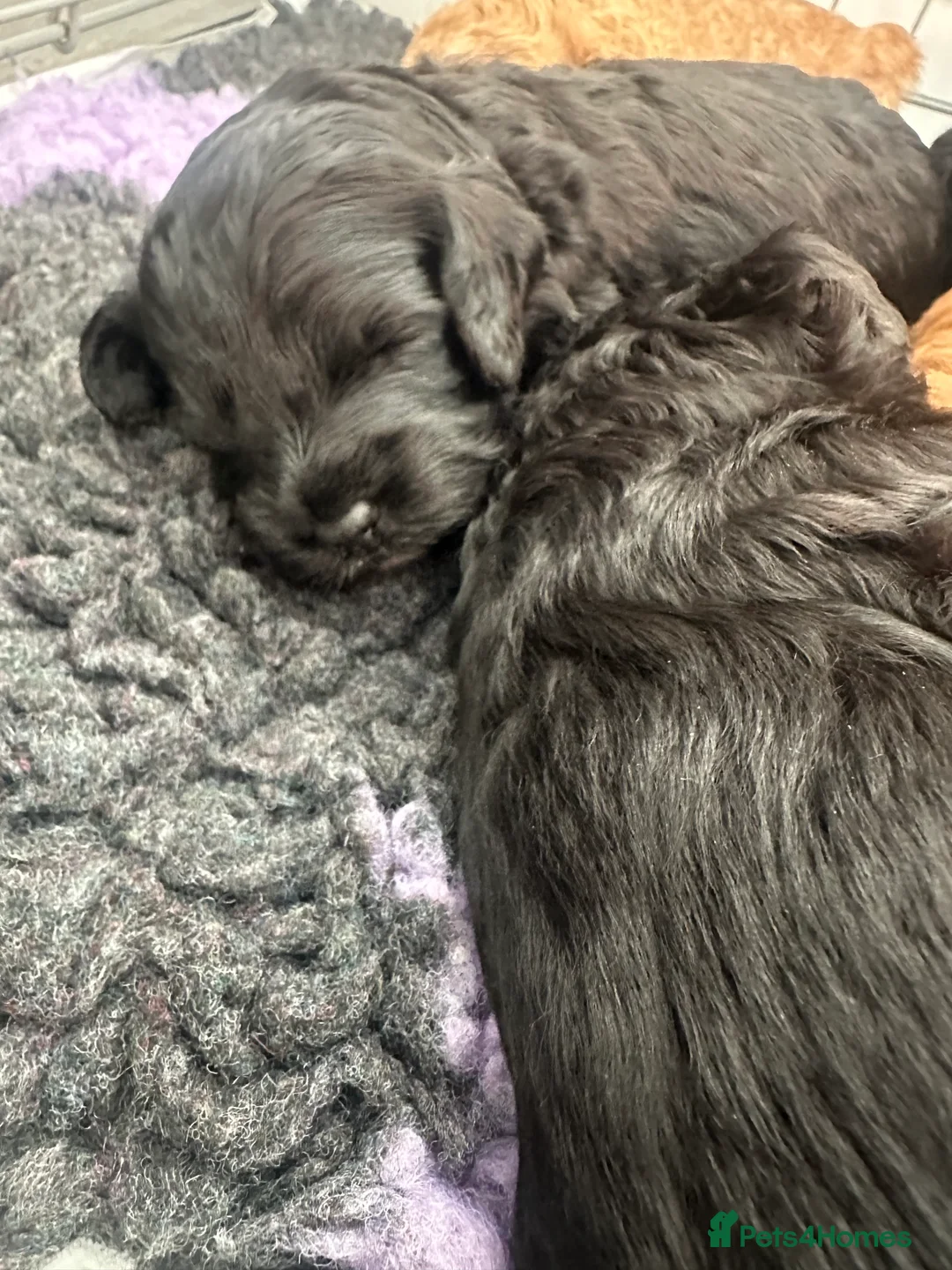 Cockapoo dogs for sale: F1b COCKAPOO PUPPIES ready 10th MAY - Advert 2