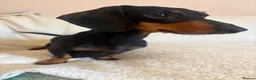 Miniature Dachshund dogs for sale: Litter of shaded red miniature Daschunds  - Advert 10