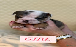 English Bulldog dogs for sale: English Bulldog - Image 10