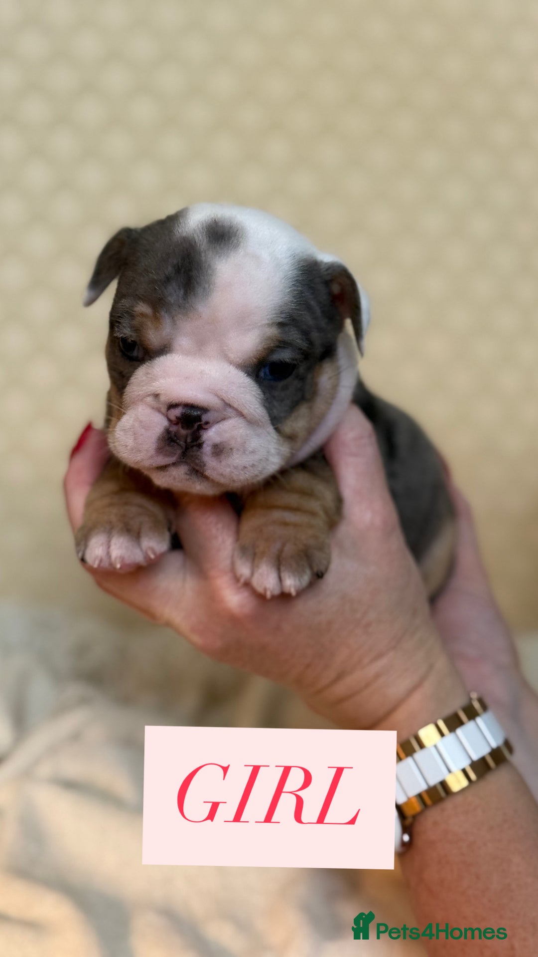 English Bulldog dogs for sale: English Bulldog - Image 10