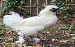 Chickens poultry for sale: Beautiful white silkie cockerel - Image 1