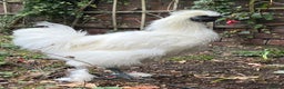 Chickens poultry for sale: Beautiful white silkie cockerel - Advert 1