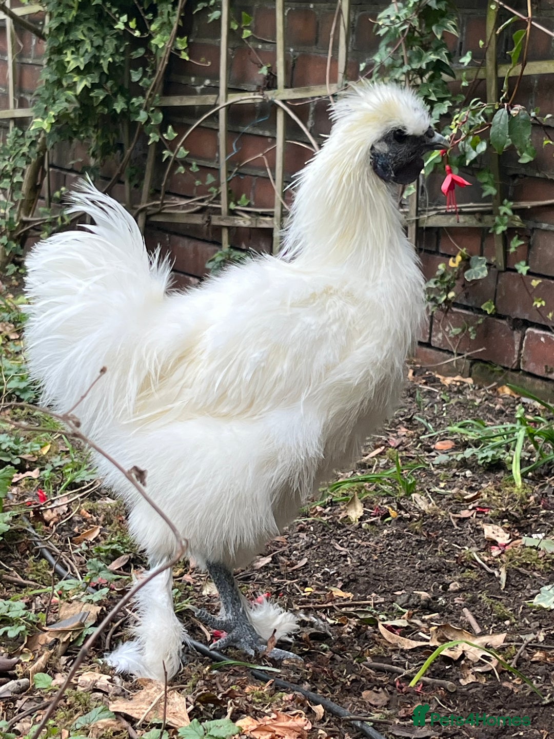 Chickens poultry for sale: Beautiful white silkie cockerel - Image 1