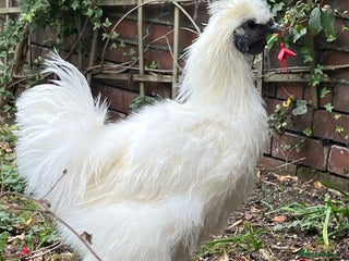 Chickens poultry - Advert 1