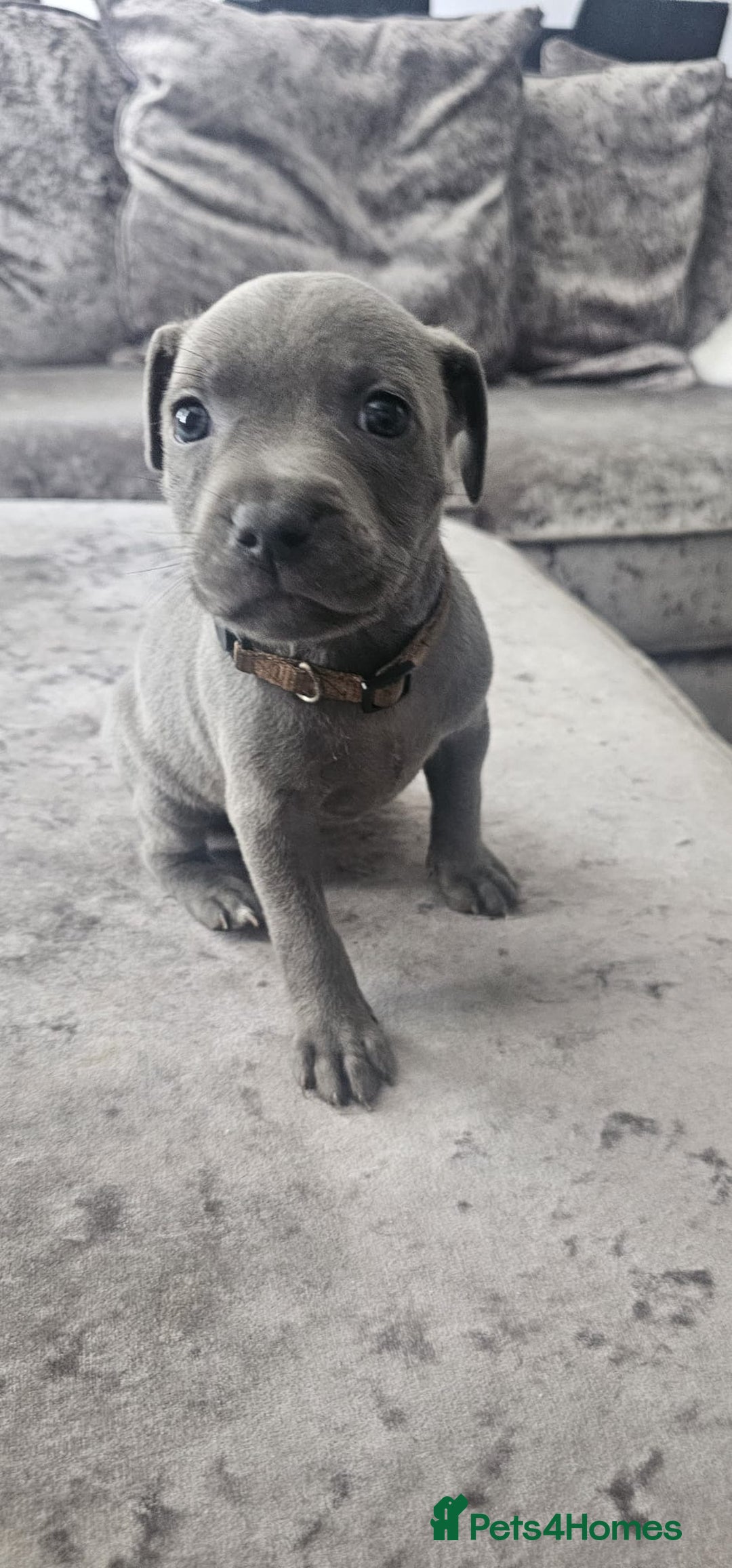 Staffordshire Bull Terrier dogs for sale: Staffordshire Bull Terrier Puppies for Sale - Image 7