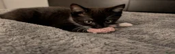 Mixed Breed cats for sale: Two beautiful kittens, looking for there home 🐾 in Peterhead - Advert 21