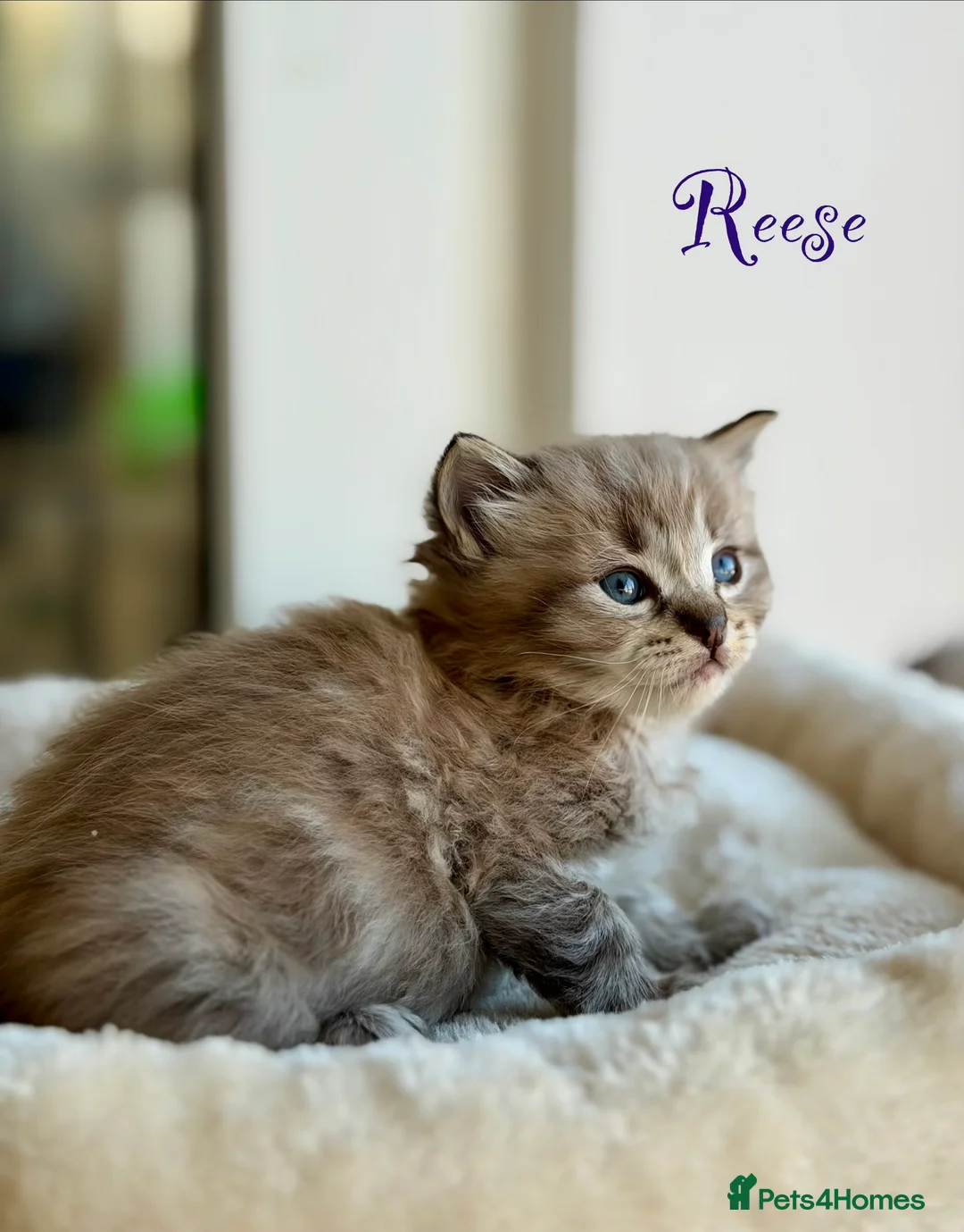 Ragdoll cats for sale: TICA registered cherubim kittens - Advert 12