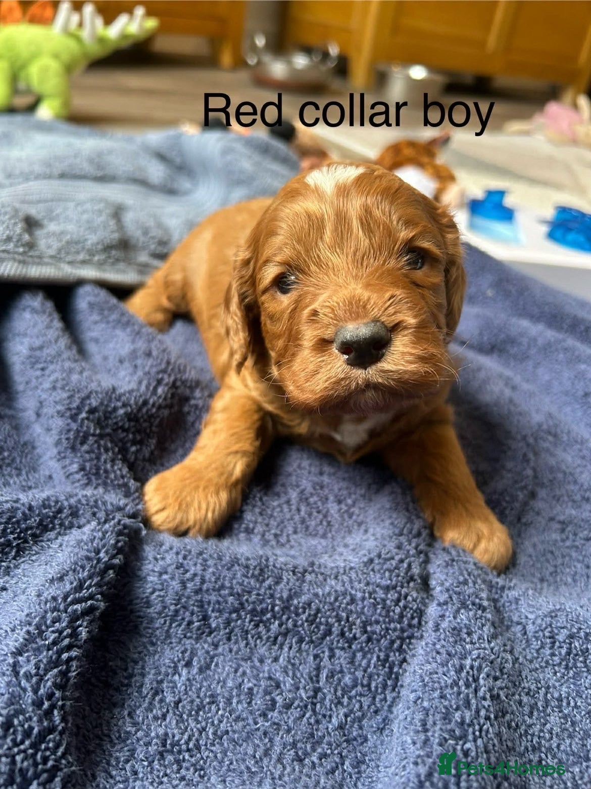 Cockapoo dogs Beautiful F1 cockapoo puppies available  - Advert 6