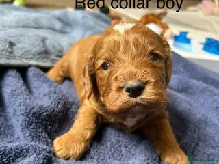 Cockapoo dogs Beautiful F1 cockapoo puppies available - Advert 6