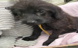Labradoodle dogs for sale: Miniature Labradoodle puppies  - Image 21