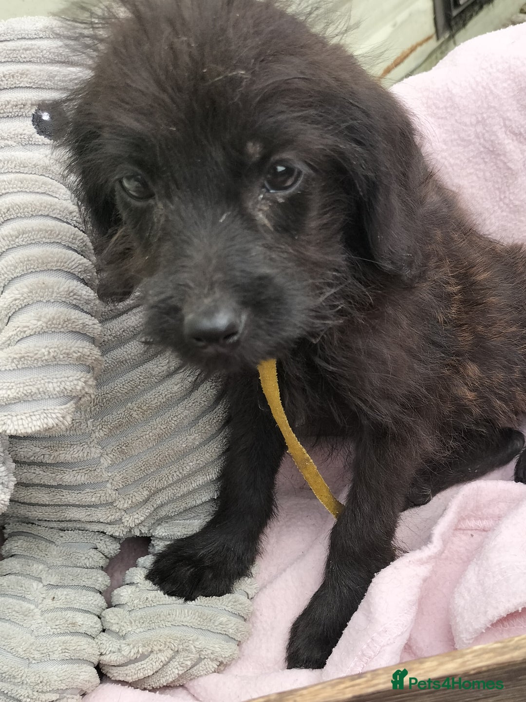 Labradoodle dogs for sale: Miniature Labradoodle puppies  - Image 21