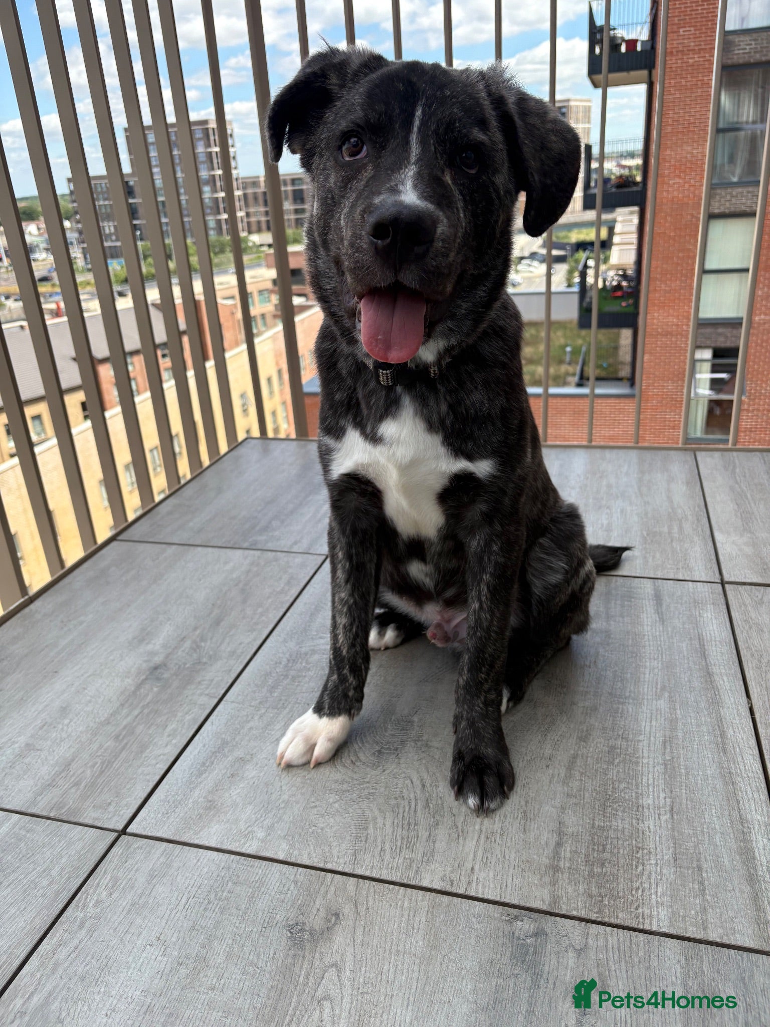 Mixed Breed dogs Rehoming  - Advert 4
