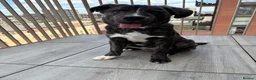 Mixed Breed dogs for sale: Rehoming  in Rainham - Advert 1