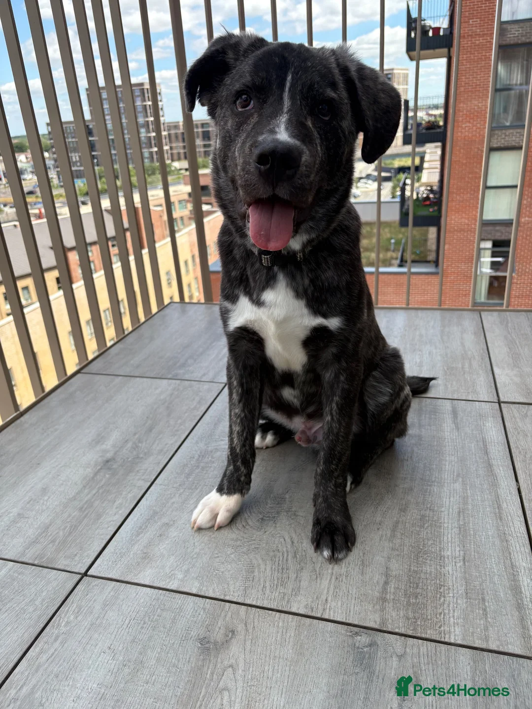 Mixed Breed dogs for sale: Rehoming  in Rainham - Advert 1
