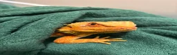 Bearded Dragon reptiles for sale: 2 bearded dragons for sale in Dereham - Advert 6