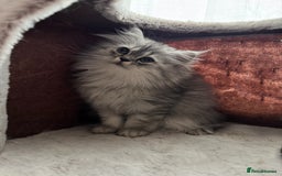 Persian cats for sale: Super cute Persian chinchilla kittens for Sale - Image 7
