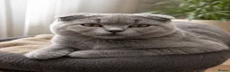 Scottish Fold cats for sale: Adorable scottish fold kittens 🐱  - Advert 2