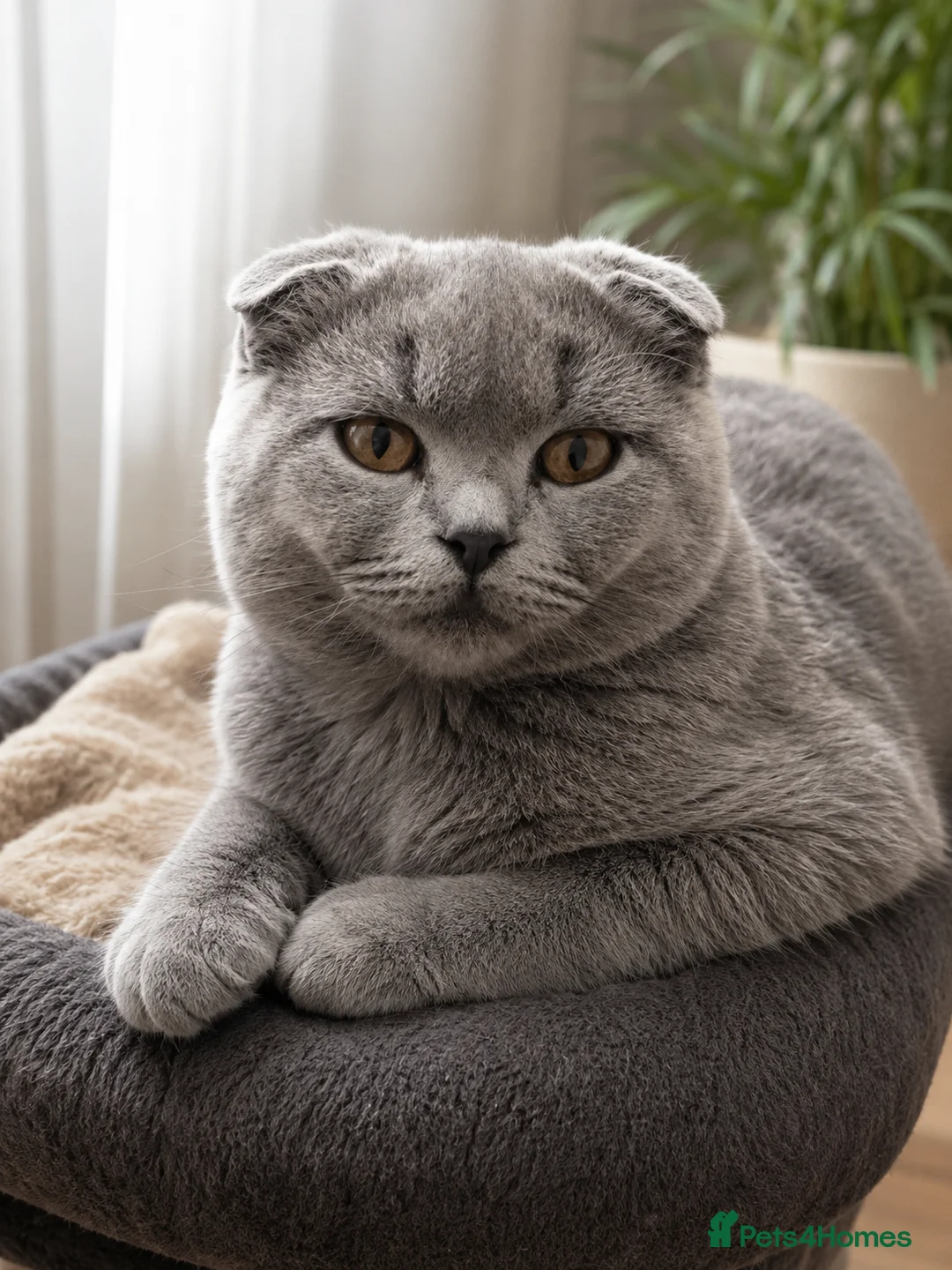 Scottish Fold cats for sale: Adorable scottish fold kittens 🐱  - Advert 2