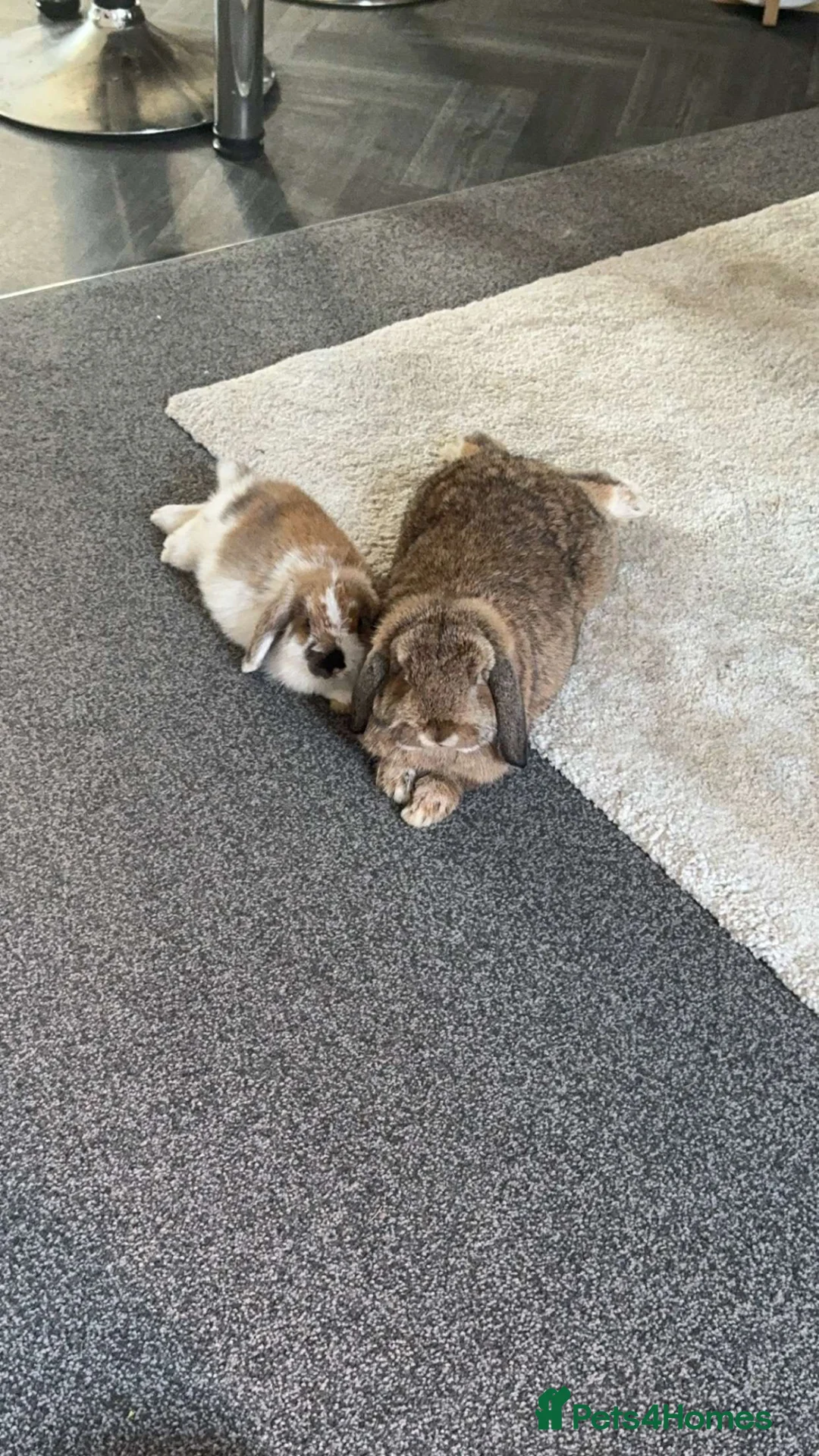Mini Lop rabbits for sale: Male & Female Mini Lops in Hull - Advert 15