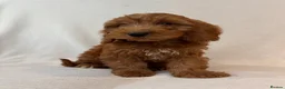 Cockapoo dogs for sale: Stunning f1 cockapoo puppies in Worksop - Advert 8