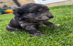 Cockapoo dogs for sale: F1 show cockapoos - Image 13