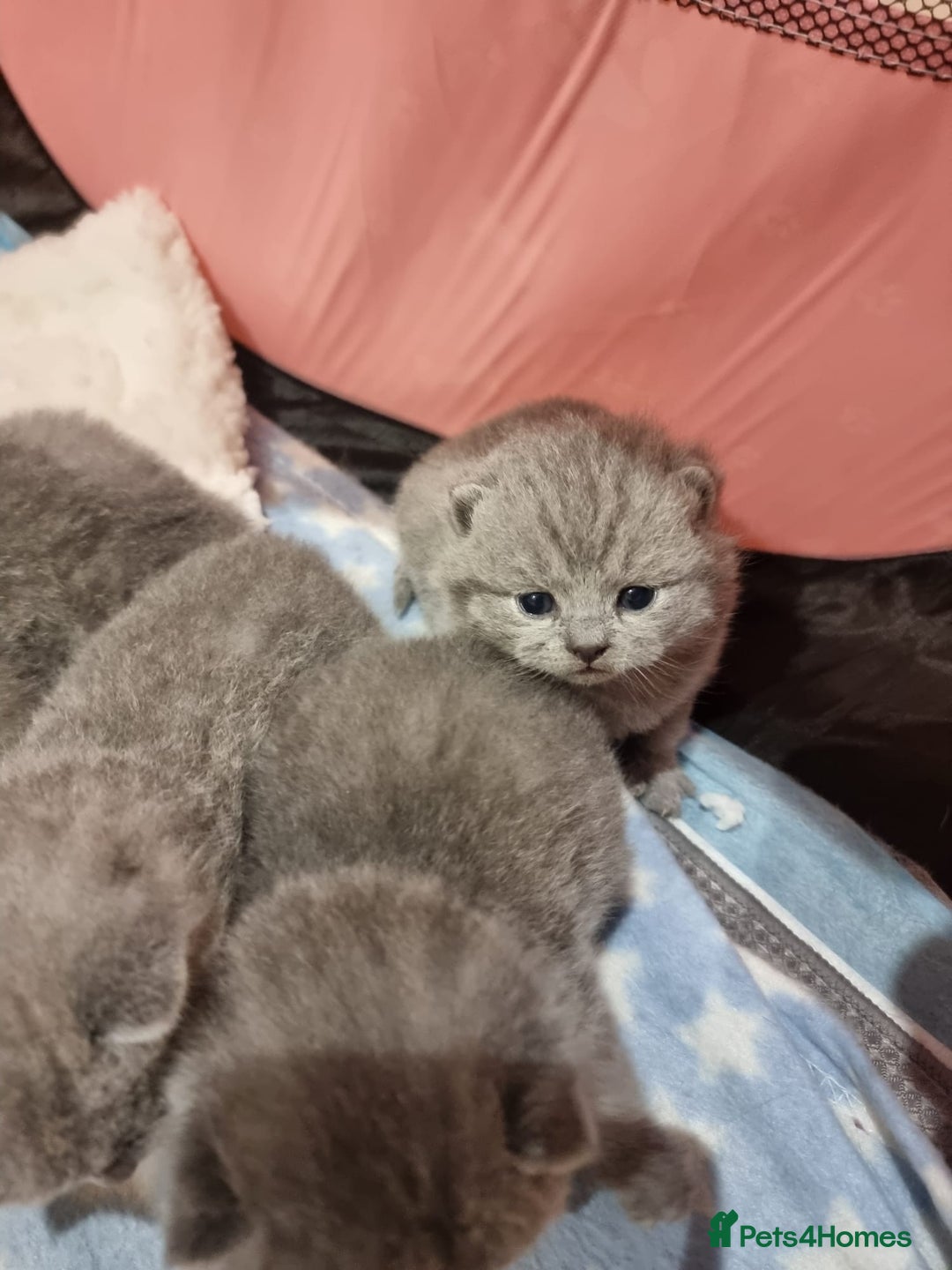 British Shorthair cats for sale: Stunning British Short Hair Kittens - Advert 4