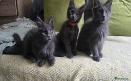 Maine Coon cats for sale: Maine Coon Kittens ready to leave home  - Image 8