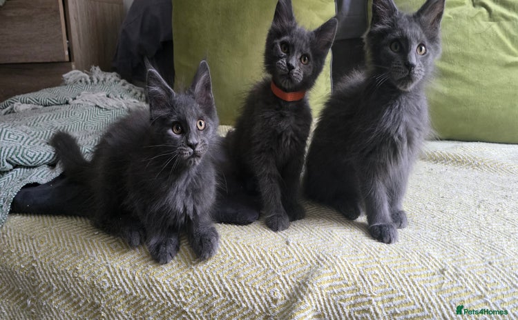 Maine Coon cats - Advert 10