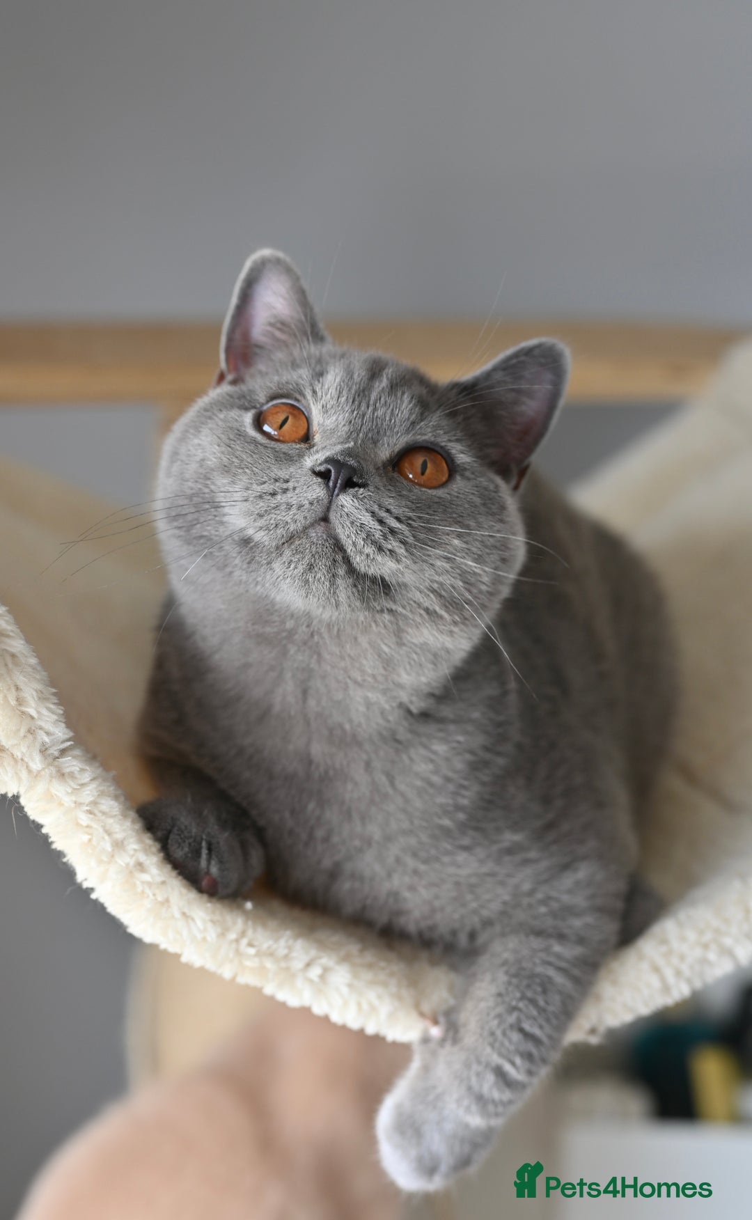 British Shorthair cats for sale: GCCF reg kittens looking for loving homes  - Image 14