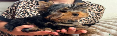Yorkshire Terrier Puppy 1