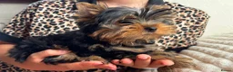 Yorkshire Terrier dogs for sale: Beautiful KC Registered Puppies - Advert 2