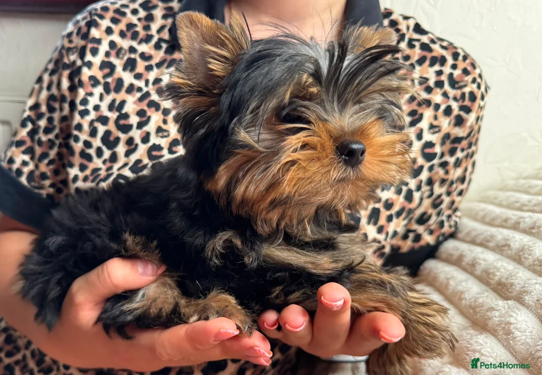 Yorkshire Terrier dogs for sale: Beautiful KC Registered Puppies - Advert 2
