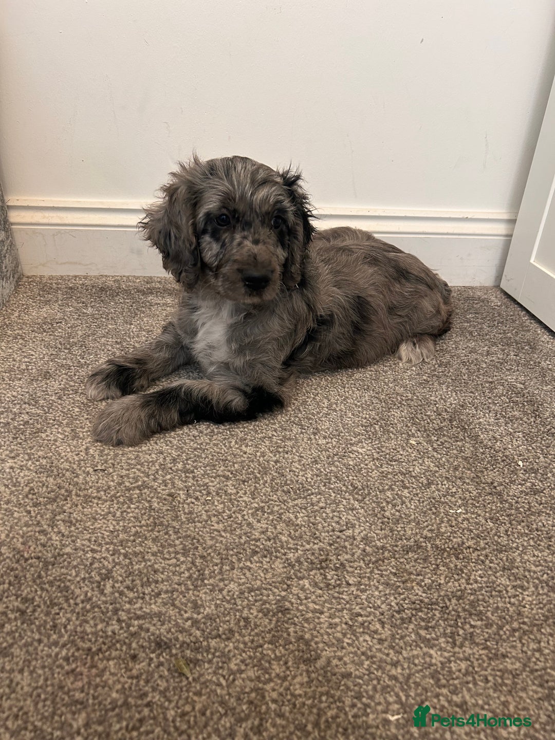 Cockapoo dogs for sale: 🐾Stunning blue merle Cockapoo Girl Puppy🐾 - Image 1