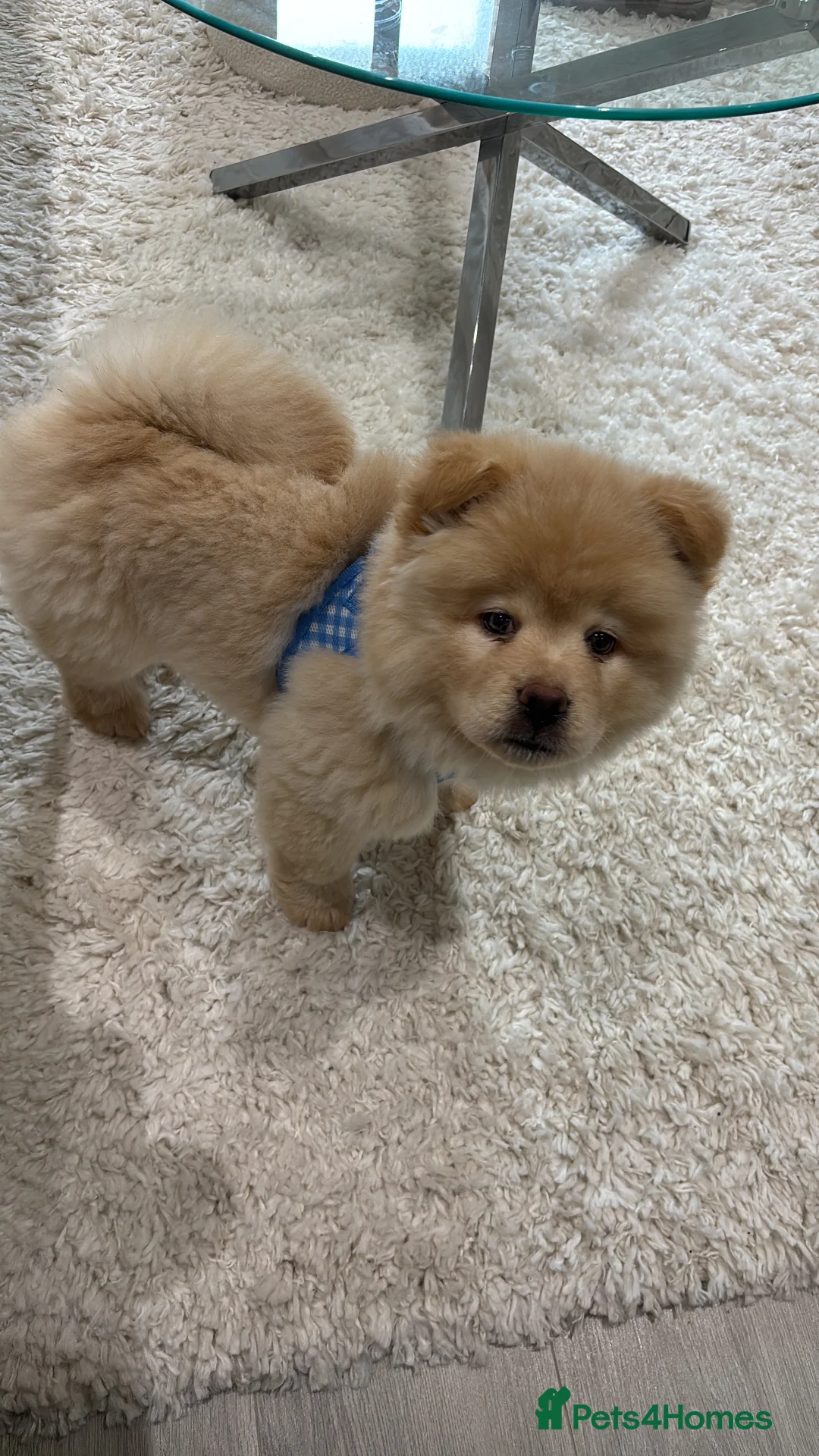 Mixed Breed dogs for sale: Stunning Chowsky puppy  - Advert 5