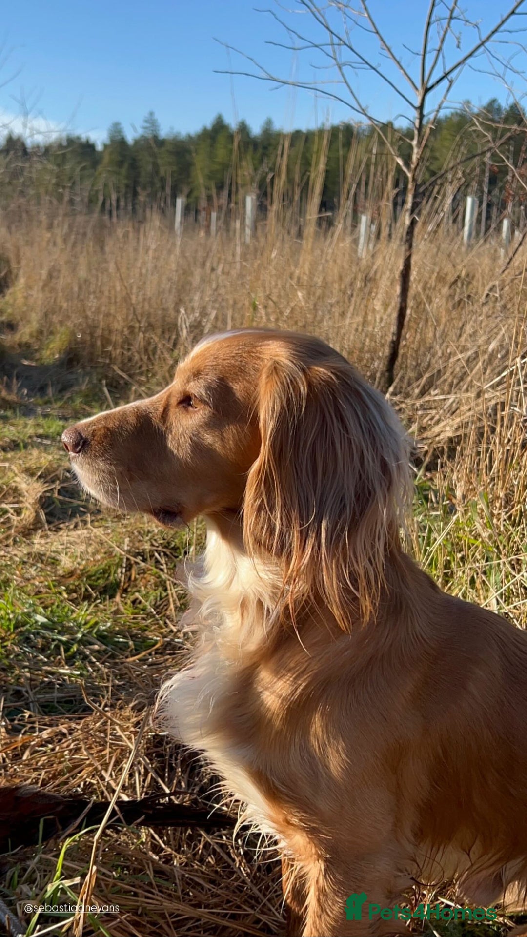 Cocker Spaniel dogs for stud: Working Gun Dog Stud  - Advert 18