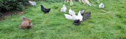 Chickens poultry for sale: Point of lay hens for sale  - Advert 3