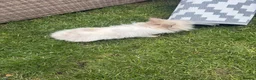 Lionhead rabbits for sale: Angora/lionhead rabbit  - Advert 5