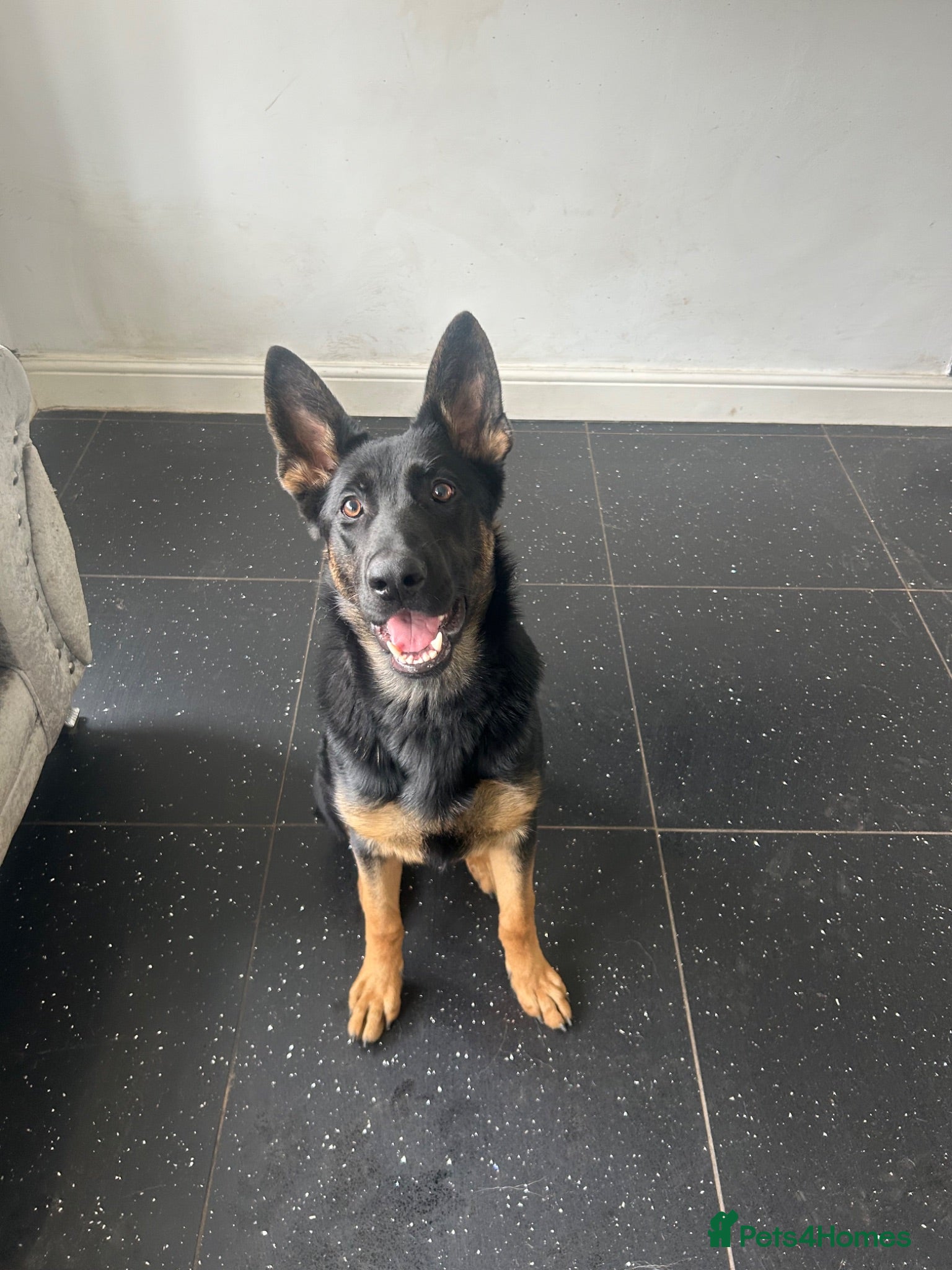 German Shepherd dogs I have 9 puppies for sale at an good price  - Advert 1