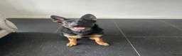 German Shepherd dogs for sale: I have 9 puppies for sale at an good price  in London - Advert 1