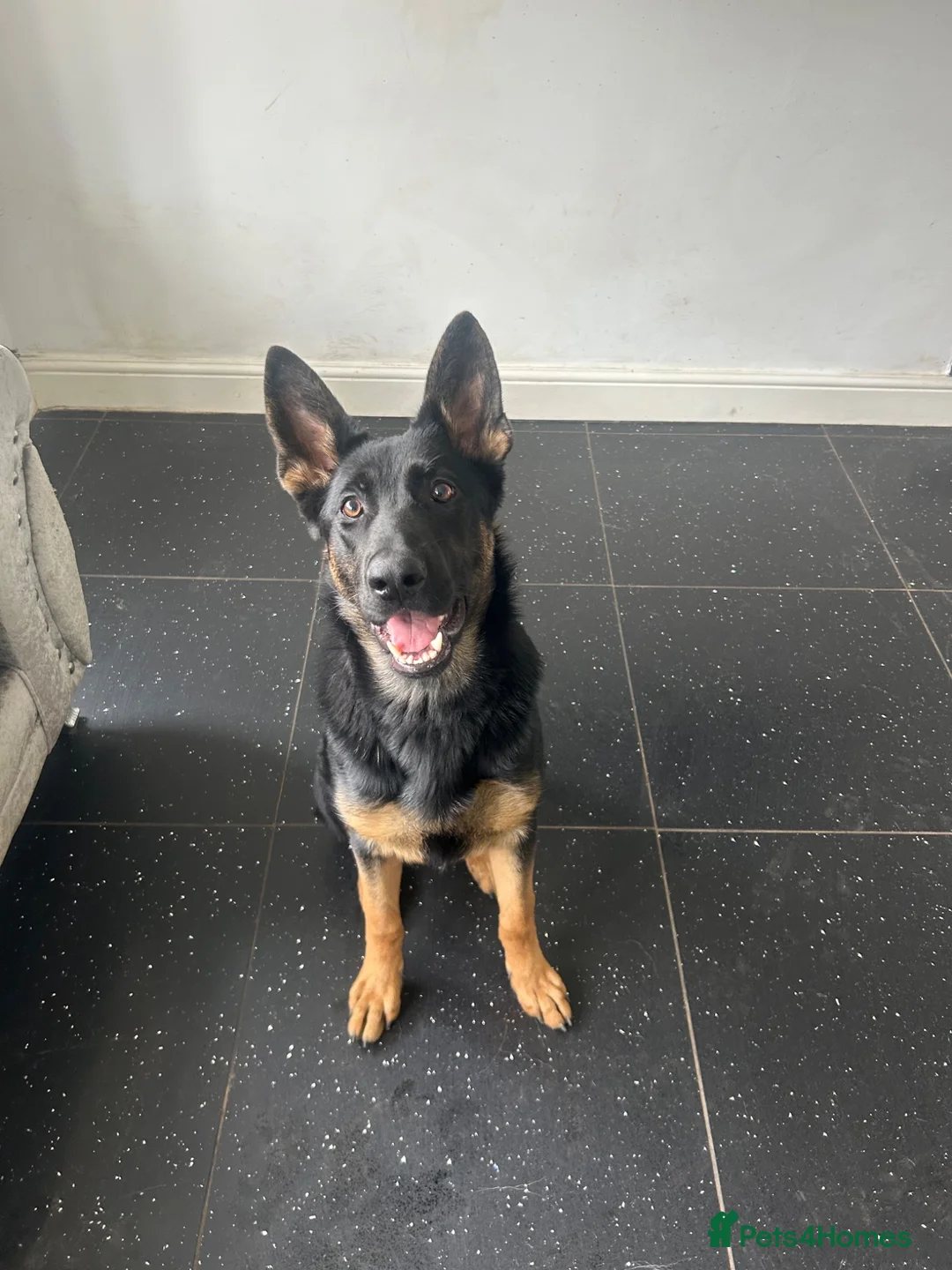 German Shepherd dogs for sale: I have 9 puppies for sale at an good price  in London - Advert 1