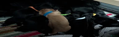 Cocker Spaniel 3
