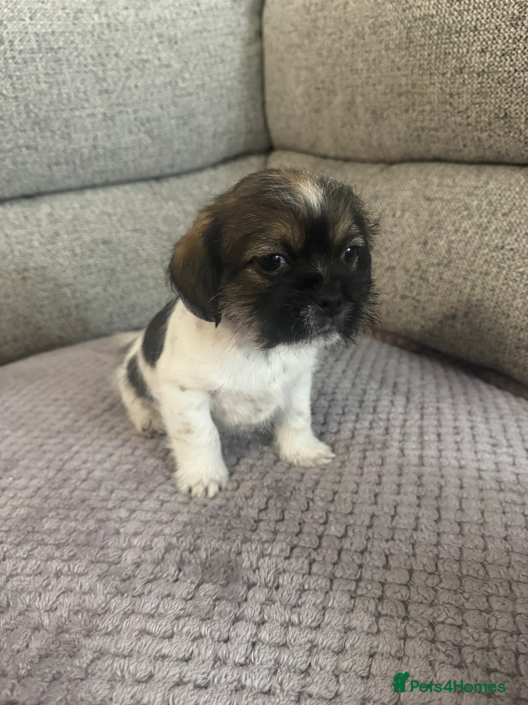 Mixed Breed dogs for sale: Shih Tzu cross patterdale pups - Advert 14