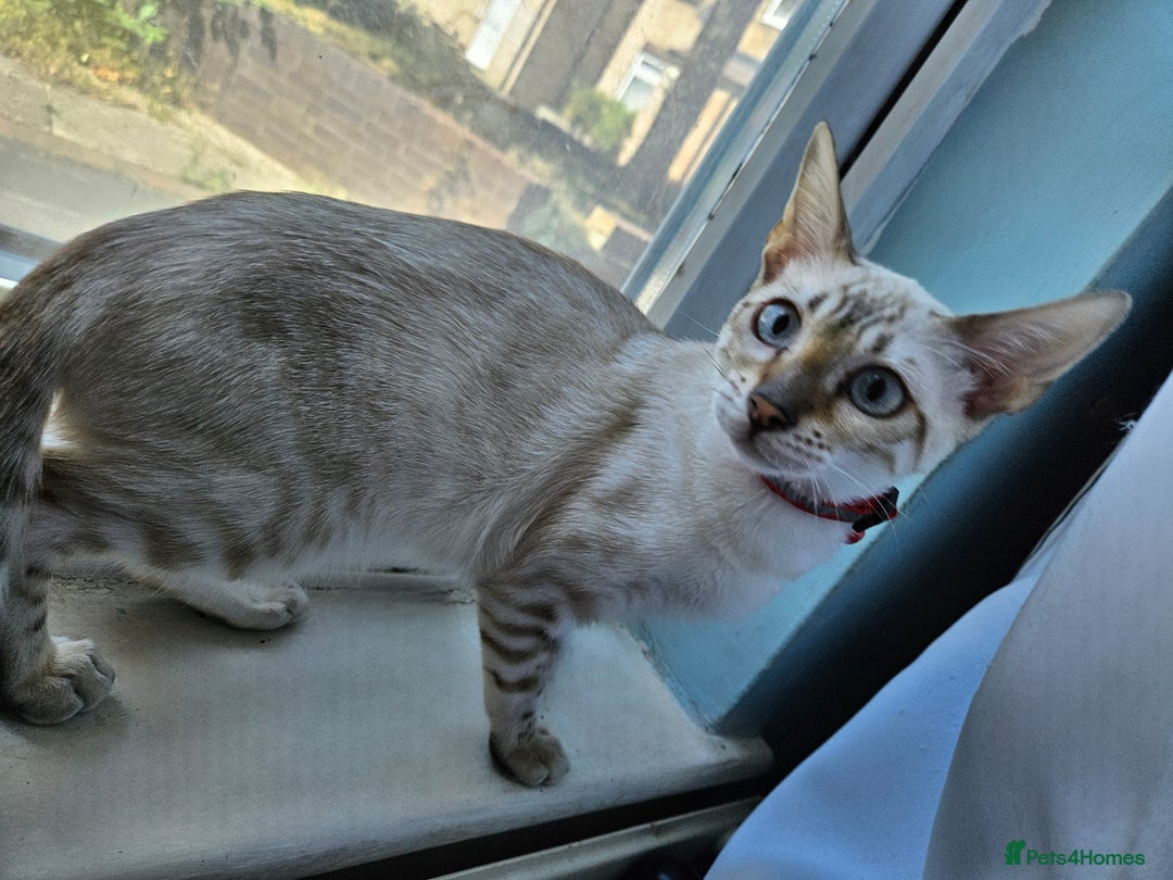 Bengal cats for sale: Snow bengal kittens for loving homes  - Image 7