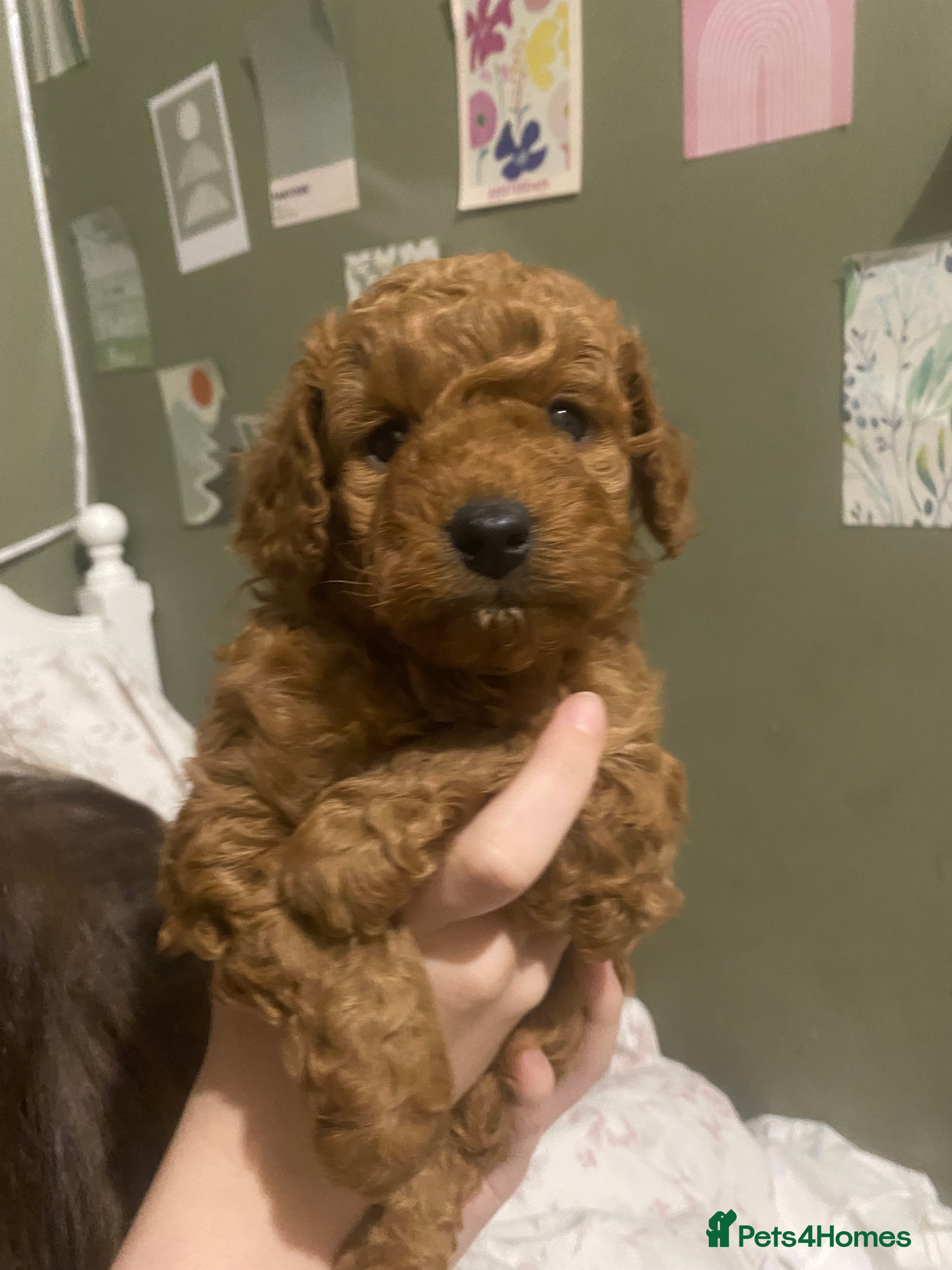 Cavapoo dogs Beautiful Cavapoo pup - Advert 7