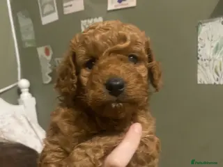 Cavapoo dogs Beautiful Cavapoo pup - Advert 7