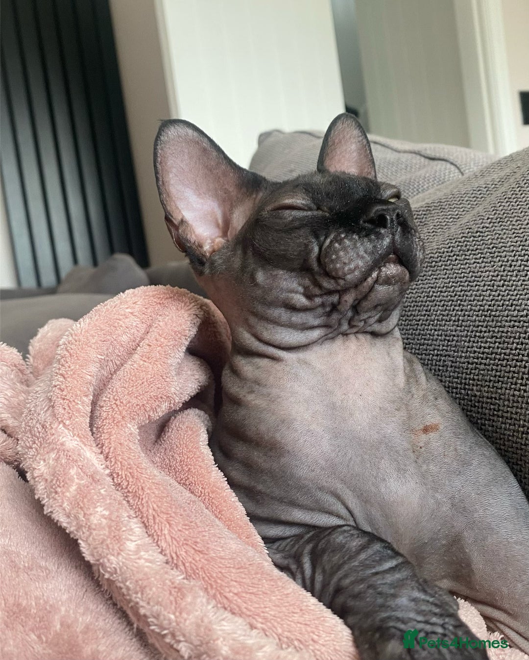Sphynx cats for sale: Male Sphynx cat for sale 2 years old - Image 14