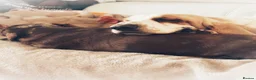 Basset Hound dogs for sale: QUALITY KC LITTER OF BASSET PUPPYS - Advert 14